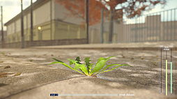 タンポポは耐える。