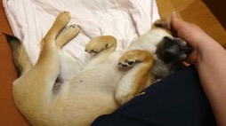 ���������꡼ No.003�Υ���ͥ������ / �˿��ǥ����ΤΥ�����ҥҥ硼 ��������656��ּƸ��ΤҤʤ��İ�����