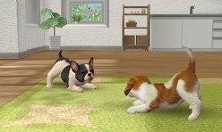 #009Υͥ/3DSΩɽǡ̾ϤɤޤѤΤ֥ Υ 3DʲΡˡסnintendogs + catsס֤ɤ֤ĤοʲΡˡץݡ