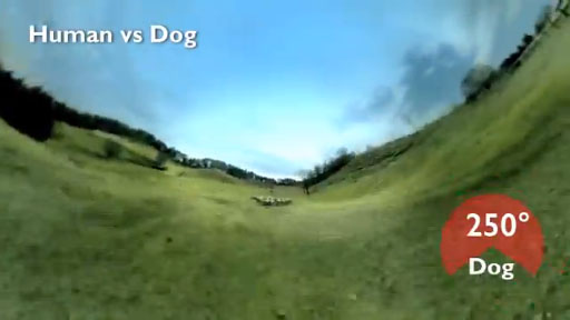 Human vs Animals The amazing eyes of animal3DS Ҿʪ Ĥʤ뿷ŷϡ