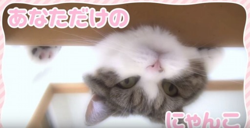 ڤƤΤҤ˥󥳡ۥץ⡼ࡼӡ