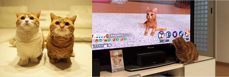  No.003Υͥ / Nintendo SwitchLITTLE FRIENDS -DOGS  CATS-פ꡼󥹥͵ηǭϺʤפˤθư