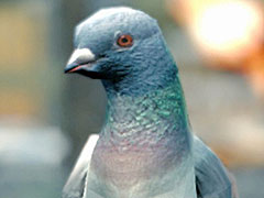 ϥȤˤʤ륷ߥ졼Pigeon SimulatorפBossa StudiosȯɽϥȤ餷Ҳ𤹤ȥ쥤顼