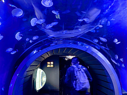 画像ギャラリー No.019のサムネイル画像 / 茅森月歌と瑞原あいなの音声ガイドで水族館を満喫！　サンシャイン水族館×ヘブバン「海さ！魚さ！アクアリウムさ〜」レポート