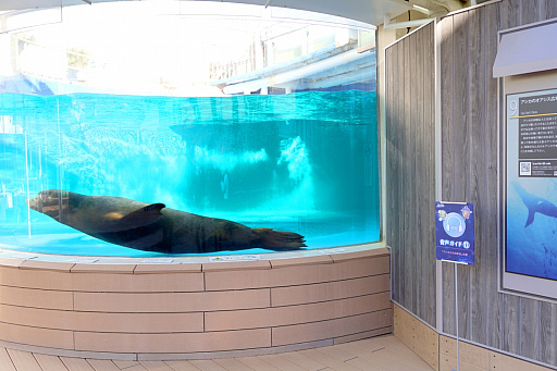 画像ギャラリー No.020のサムネイル画像 / 茅森月歌と瑞原あいなの音声ガイドで水族館を満喫！　サンシャイン水族館×ヘブバン「海さ！魚さ！アクアリウムさ〜」レポート