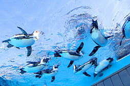 画像ギャラリー No.024のサムネイル画像 / 茅森月歌と瑞原あいなの音声ガイドで水族館を満喫！　サンシャイン水族館×ヘブバン「海さ！魚さ！アクアリウムさ〜」レポート