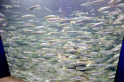 画像ギャラリー No.028のサムネイル画像 / 茅森月歌と瑞原あいなの音声ガイドで水族館を満喫！　サンシャイン水族館×ヘブバン「海さ！魚さ！アクアリウムさ〜」レポート