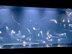 画像ギャラリー No.032のサムネイル画像 / 茅森月歌と瑞原あいなの音声ガイドで水族館を満喫！　サンシャイン水族館×ヘブバン「海さ！魚さ！アクアリウムさ〜」レポート