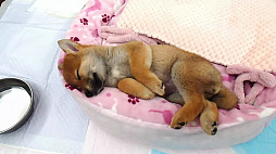 Shiba Mekuri �Ƥ᤯��