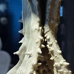 画像ギャラリー No.119のサムネイル画像 / 「Stellar Blade」続編や「NIKKE」，新作プロジェクトを開発中のSHIFT UP本社を訪問。ゲームは“お尻で作るもの”――キム・ヒョンテ氏とちょっとだけ雑談もしてきた