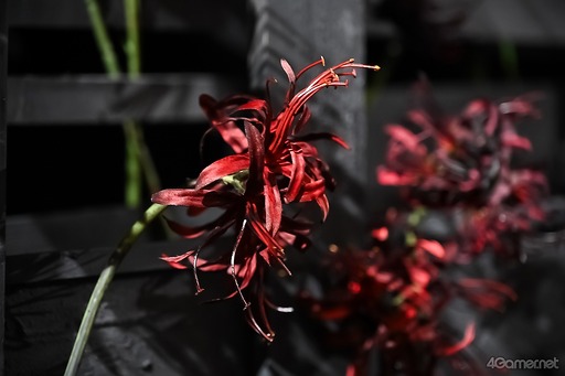 画像ギャラリー No.005のサムネイル画像 / 舞台「終遠のヴィルシュ」ゲネプロレポート。イヴとセレスの切ない恋物語をリコリス・ノワージュと炎で演出