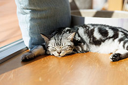 画像ギャラリー No.003のサムネイル画像 / 「リトルキティ・ビッグシティ」，Cat Café MOFFとのコラボを6月13日から開催