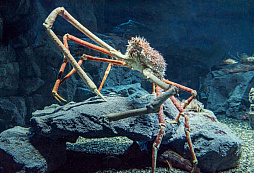 画像ギャラリー No.002のサムネイル画像 / 海洋SLG「Life Below」に登場してほしい海の生きものは？　日本近海の5種を対象に読者アンケートを行います