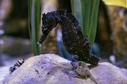 画像ギャラリー No.004のサムネイル画像 / 海洋SLG「Life Below」に登場してほしい海の生きものは？　日本近海の5種を対象に読者アンケートを行います