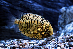 画像ギャラリー No.005のサムネイル画像 / 海洋SLG「Life Below」に登場してほしい海の生きものは？　日本近海の5種を対象に読者アンケートを行います