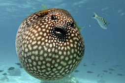 画像ギャラリー No.006のサムネイル画像 / 海洋SLG「Life Below」に登場してほしい海の生きものは？　日本近海の5種を対象に読者アンケートを行います