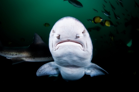 画像ギャラリー No.023のサムネイル画像 / 海洋SLG「Life Below」に登場してほしい海の生きものは？　日本近海の5種を対象に読者アンケートを行います