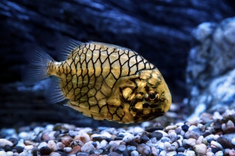 画像ギャラリー No.027のサムネイル画像 / 海洋SLG「Life Below」に登場してほしい海の生きものは？　日本近海の5種を対象に読者アンケートを行います