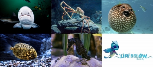 画像ギャラリー No.029のサムネイル画像 / 海洋SLG「Life Below」に登場してほしい海の生きものは？　日本近海の5種を対象に読者アンケートを行います