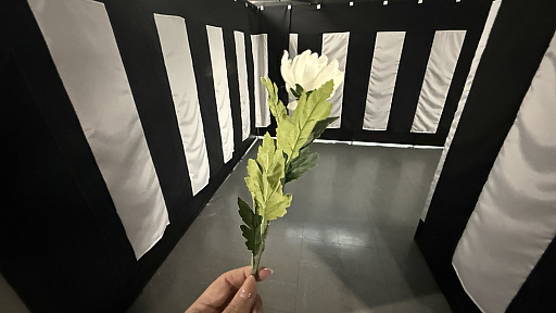 ꡼ No.016Υͥ / ζǡ״Ÿݡȡ뺧򵷡֤魯ġĿΥɥޤơޤˡζǡפ餷̣廊