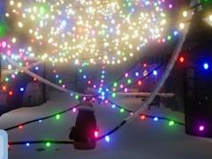 ���ꤲ�ơ׾��롤���ꥹ�ޥ��ο����ʳڤ���������Light Up The Town�סʤۤ��� ����ǥ���Pick Up����