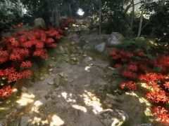 롼ʤ顤Ҥβ;λοۥ顼̸β Misty OnsenסSteamۿ