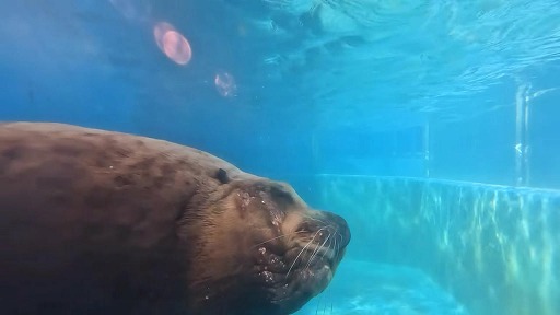 ꡼ No.003Υͥ / 饷䥿ĥΥȥ򹥤ʤѻǤ롣ΰ饲֤ĤǤѥ Υο²ۿ޴աSwitch1120ȯ