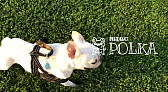 画像ギャラリー No.008のサムネイル画像 / 犬を探すインタラクティブADV「Finding Polka」，8月12日に発売。新トレイラーを公開
