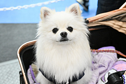 画像ギャラリー No.001のサムネイル画像 / 犬猫のお写真をいっぱい撮っただけでゴメンナサイ！　おもしろワンニャンアイテムたくさんの“インターペット2026”