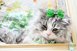 画像ギャラリー No.004のサムネイル画像 / 犬猫のお写真をいっぱい撮っただけでゴメンナサイ！　おもしろワンニャンアイテムたくさんの“インターペット2026”