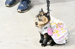 画像ギャラリー No.013のサムネイル画像 / 犬猫のお写真をいっぱい撮っただけでゴメンナサイ！　おもしろワンニャンアイテムたくさんの“インターペット2026”