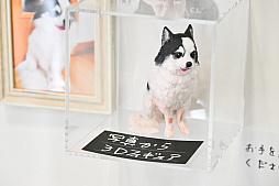 画像ギャラリー No.017のサムネイル画像 / 犬猫のお写真をいっぱい撮っただけでゴメンナサイ！　おもしろワンニャンアイテムたくさんの“インターペット2026”