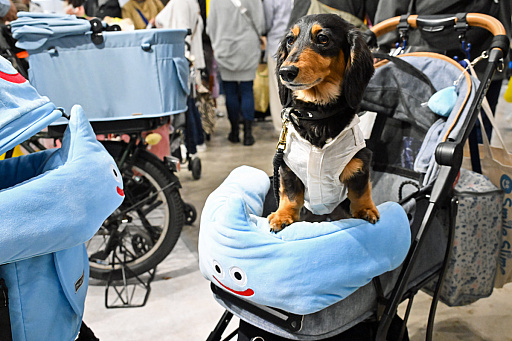 画像ギャラリー No.047のサムネイル画像 / 犬猫のお写真をいっぱい撮っただけでゴメンナサイ！　おもしろワンニャンアイテムたくさんの“インターペット2026”