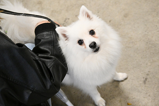 画像ギャラリー No.049のサムネイル画像 / 犬猫のお写真をいっぱい撮っただけでゴメンナサイ！　おもしろワンニャンアイテムたくさんの“インターペット2026”