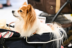 画像ギャラリー No.051のサムネイル画像 / 犬猫のお写真をいっぱい撮っただけでゴメンナサイ！　おもしろワンニャンアイテムたくさんの“インターペット2026”