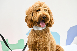 画像ギャラリー No.053のサムネイル画像 / 犬猫のお写真をいっぱい撮っただけでゴメンナサイ！　おもしろワンニャンアイテムたくさんの“インターペット2026”