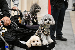 画像ギャラリー No.056のサムネイル画像 / 犬猫のお写真をいっぱい撮っただけでゴメンナサイ！　おもしろワンニャンアイテムたくさんの“インターペット2026”