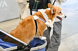 画像ギャラリー No.060のサムネイル画像 / 犬猫のお写真をいっぱい撮っただけでゴメンナサイ！　おもしろワンニャンアイテムたくさんの“インターペット2026”