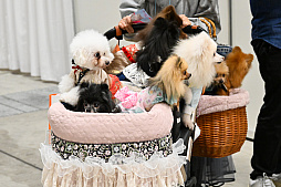 画像ギャラリー No.071のサムネイル画像 / 犬猫のお写真をいっぱい撮っただけでゴメンナサイ！　おもしろワンニャンアイテムたくさんの“インターペット2026”