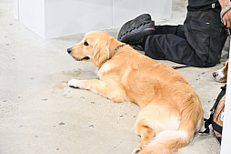 画像ギャラリー No.073のサムネイル画像 / 犬猫のお写真をいっぱい撮っただけでゴメンナサイ！　おもしろワンニャンアイテムたくさんの“インターペット2026”