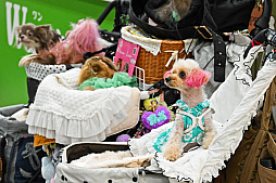 画像ギャラリー No.077のサムネイル画像 / 犬猫のお写真をいっぱい撮っただけでゴメンナサイ！　おもしろワンニャンアイテムたくさんの“インターペット2026”