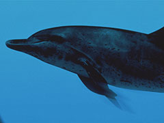 ARTDINK GAME LOGプロジェクト第2弾「アクアノートの休日」のプレイムービーが公開に。4月23日の発売に併せてセールも開催