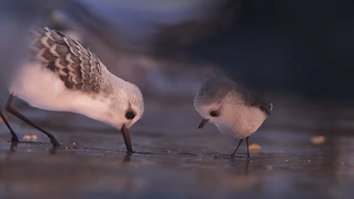 "Piper" Clip