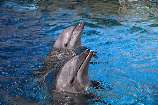 画像ギャラリー No.016のサムネイル画像 / 「たまごっち」と新江ノ島水族館のコラボイベントが3月14日から開催。特別展示やグッズの販売などを実施